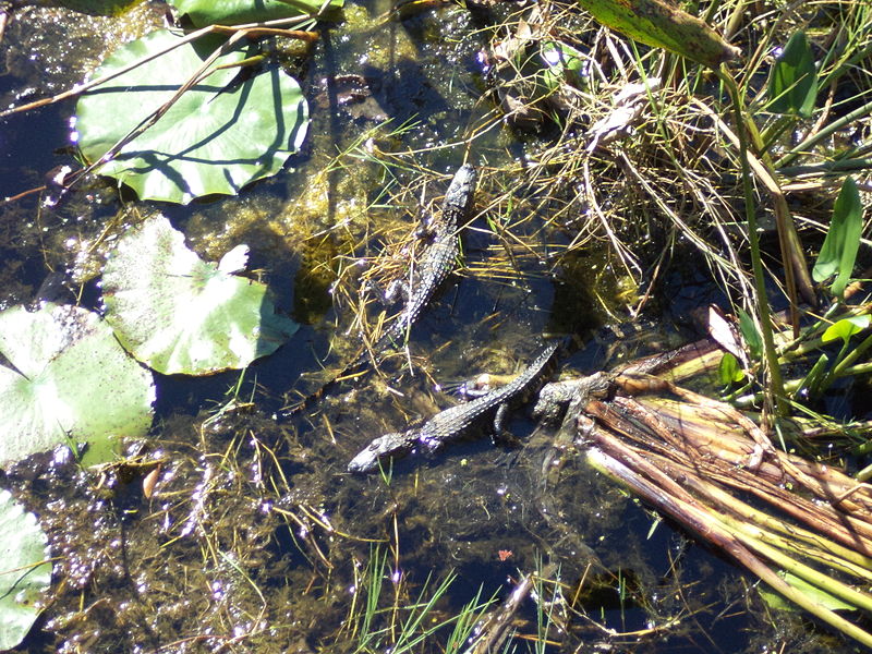 File:Small Alligator 3 at St Marks NWR.JPG