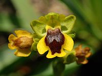 Ophrys phryganae