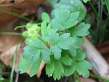 Feuille d'une plante. Elles viennent en groupe de trois, chacun avec trois lobes.