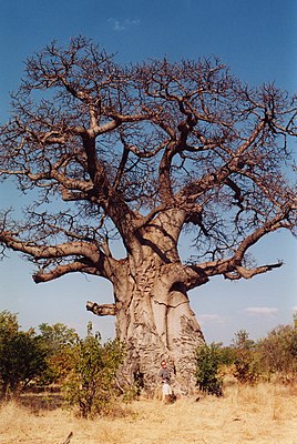 Baobab (Adansonia digitata)