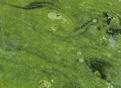 Cyanobacteria