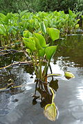 Calla des marais