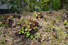 Cephalotus (hábito).