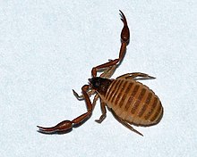 CheliferCancroides2.jpg