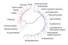 CollapsedtreeLabels-simplified.svg