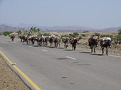 Donkeys with salt from Lake Karum, Ethiopia.