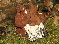 Gyromitra esculenta qu.jpg