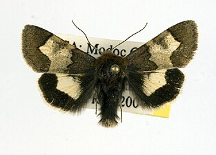 Heliothis prorupta