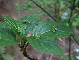 Хельвингия японская (Helwingia japonica)