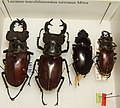 Lucanus maculifemoratus