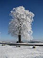 Deutsch: Pfarrlinde im Winter English: Pfarrlinde with snow