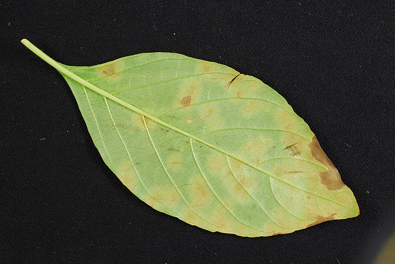 File:Pseudocercospora rhinacanthi 173157148.jpg