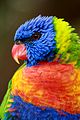 Rainbow Lorikeet portrait