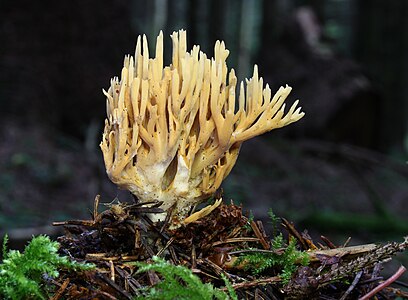 Ramaria flaccida