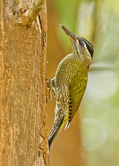 ♀ Picus xanthopygaeus