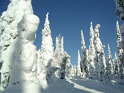 Pemë të mbuluara me borë në Kuusamo