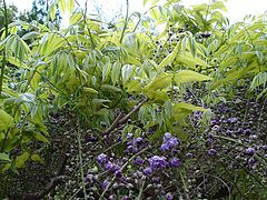 Wisteria floribunda "Violacea Plena".