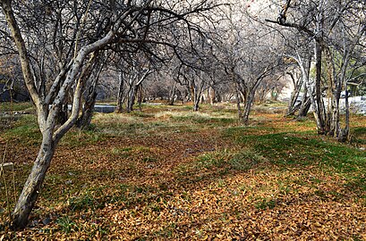 باغات انار نی‌ریز