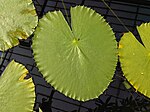 Nymphaea gigantea