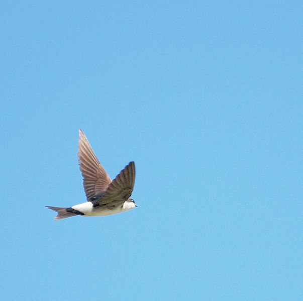 File:Northern House Martin (Delichon urbicum).jpg