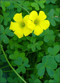 Flores de Oxalis pes-caprae.