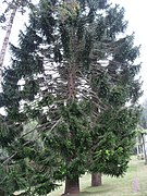 Araucaria bidwillii 01 by Line1.jpg