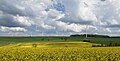 Panorama eines Rapsfeldes nahe Waldwisse