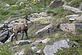 * Nomination: Alpine chamois (Rupicapra rupicapra) with radio collar - Gran Paradiso National Park. By User:Francesca Lo Manto --Civvì 19:35, 15 October 2024 (UTC) * * Review needed