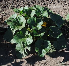 Planta "de tronco", las hojas más bien redondeadas, suavemente lobuladas lo vuelven fácilmente diferenciable del zapallito de tronco de Cucurbita pepo.