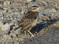 Juvenile – Panama