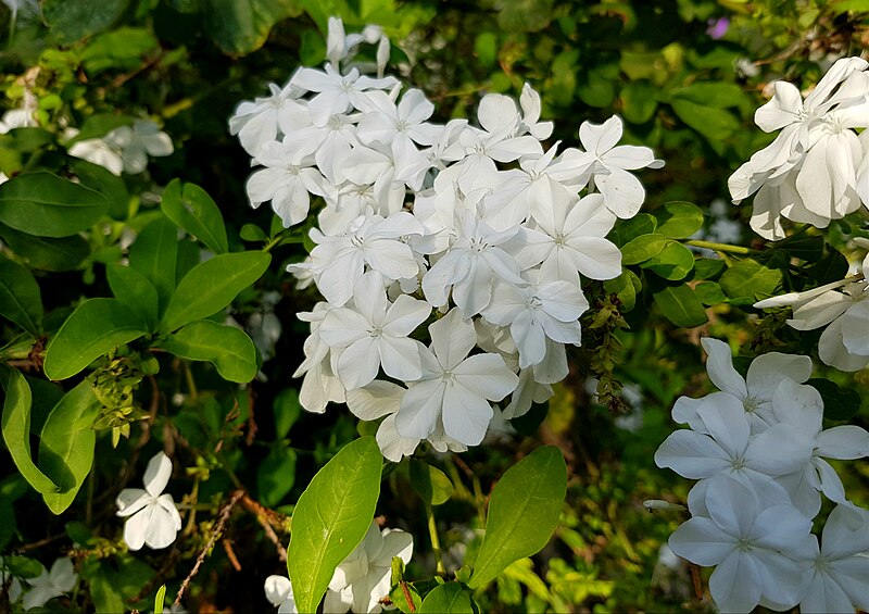 File:Flors de gessamí blau, Senija.jpg