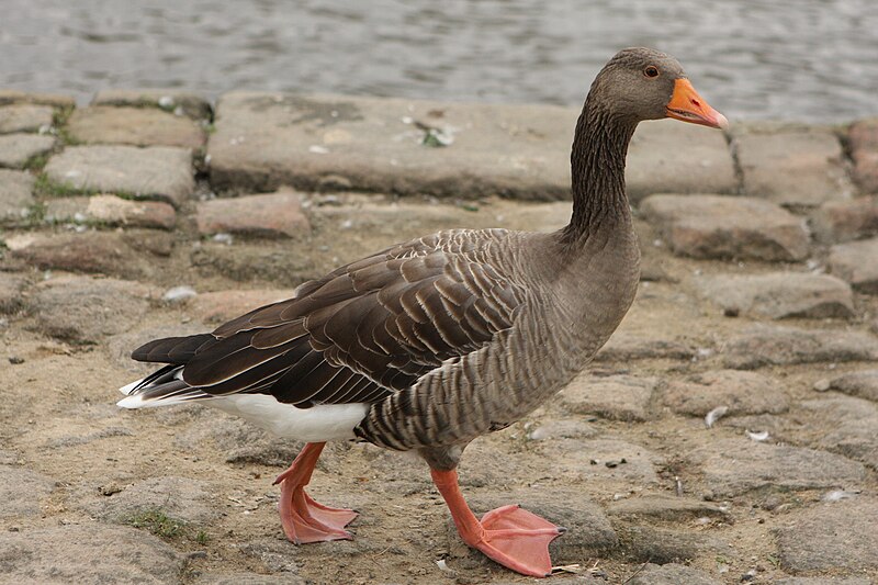 File:Graugans Pirna 2010-08-26.jpg