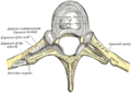 Costovertebral joint