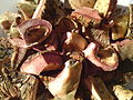 Sliced mushrooms. Note the deep red colour of the flesh when sliced.