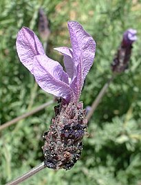 Bunga spesies Lavandula stoechas yang ditanam