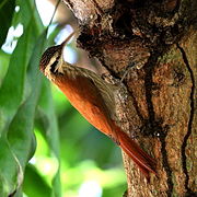 Lepidocolaptes angustirostris-Narrow-billed Woodcreeper.JPG