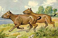 Palaeotherium