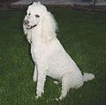 Poodle (Standard)