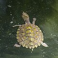 * Nomination Saw-shelled turtle (Myuchelys latisternum) --Charlesjsharp 10:59, 1 January 2024 (UTC) * Promotion  Support Good quality. --Ermell 13:58, 1 January 2024 (UTC)