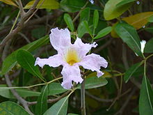 Tabebuia rosea 0001.jpg