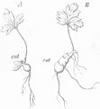 plate 13 Anemone nemorosa