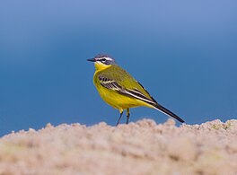 Giel boumantsje (Motacilla flava)