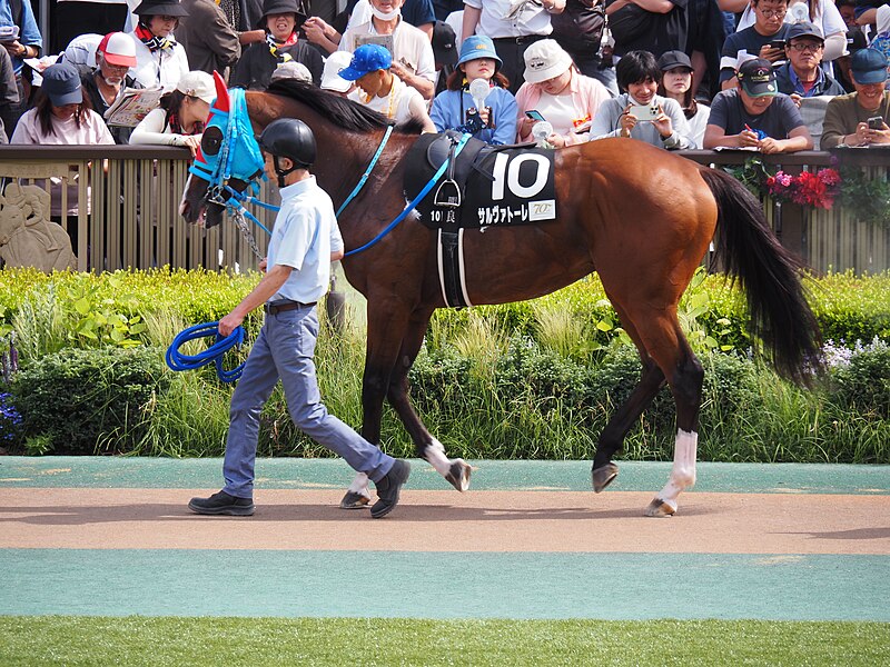 File:10R Deep Impact Cup (3win class, 4yo an up) dirt 1600m at tokyo raccourse (53751105623).jpg