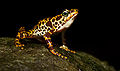 Atelopus certus calling