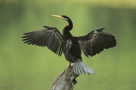 Male drying its wings