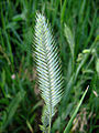 Agropyron cristatum