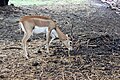 * Nomination: During Photowalk at Vanvihar National Park for GLAM at RMNH Bhopal, India --Suyash.dwivedi 18:37, 8 October 2024 (UTC) * * Review needed