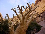 5. Cyphostemma currorii i Spitzkoppe i Namibia.