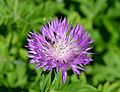 * Nomination Persian Cornflower with a capsid bug. Botanical Garden of Helsinki, Finland. -- Alvesgaspar 12:51, 20 December 2013 (UTC) * Promotion Good quality. --Cccefalon 10:01, 22 December 2013 (UTC)