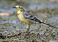 Female in breeding plumage